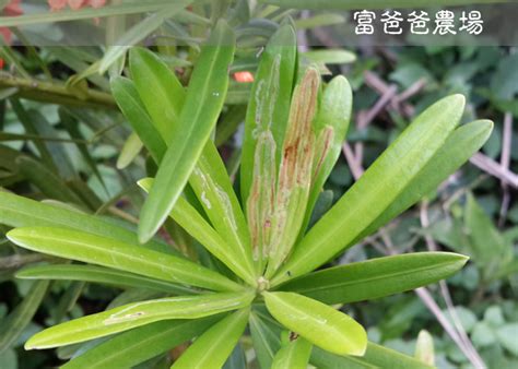 羅漢松介殼蟲|羅漢松盆景生蟲怎麼防治，羅漢松的病蟲害防治/2蟲6病